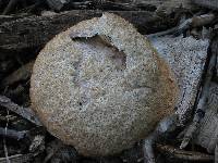 Fuligo septica image