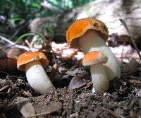 Tylopilus balloui image