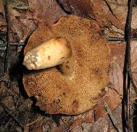 Gyroporus ballouii image