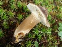 Lactarius gerardii image