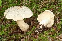 Tricholoma pardinum image