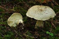 Tricholoma pardinum image