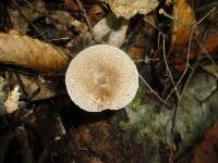 Pluteus longistriatus image