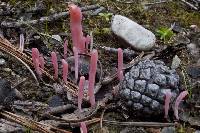 Clavaria rosea image