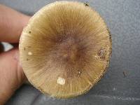 Amanita solaniolens image