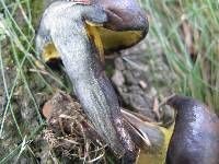 Boletus pulverulentus image