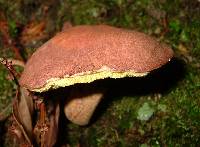 Boletellus chrysenteroides image