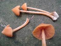 Entoloma salmoneum image