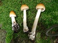 Amanita amerifulva image