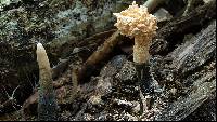 Xylaria cubensis image