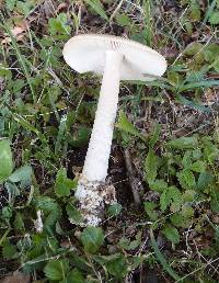 Amanita lividopallescens image