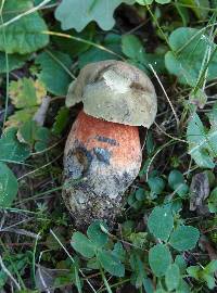 Boletus luridus image