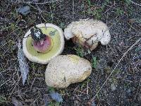 Boletus rubripes image