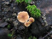 Entoloma hirtipes image