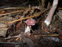 Entoloma violaceum image