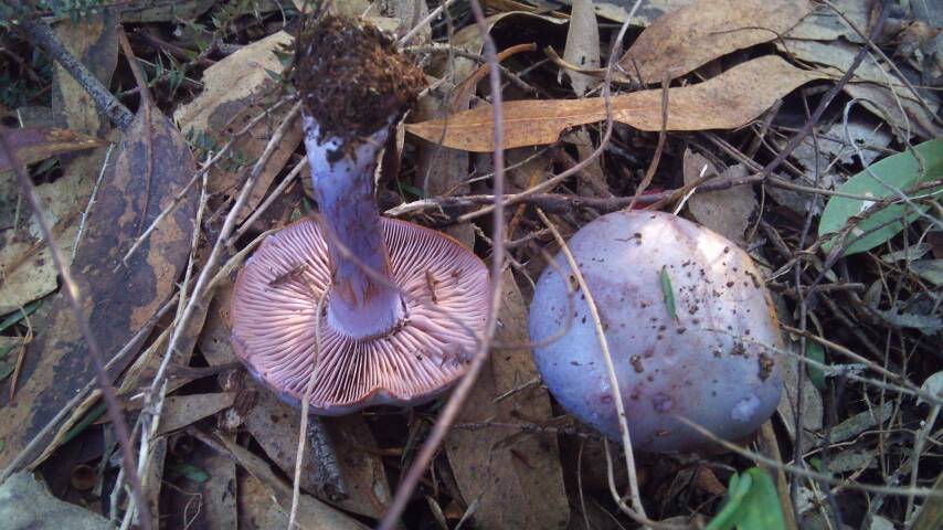 Cortinarius lavendulensis image