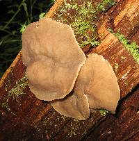 Discina ancilis image