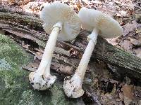 Amanita brunnescens image