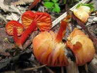 Hygrocybe helobia image