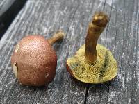 Boletus campestris image