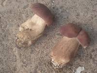 Tylopilus rubrobrunneus image