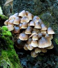 Mycena yuulongicola image