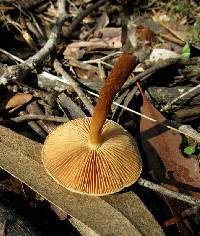 Pholiota multicingulata image