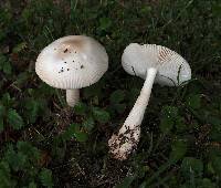 Amanita lividopallescens image