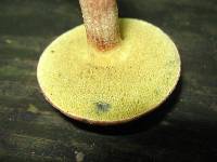 Boletus chrysenteron image