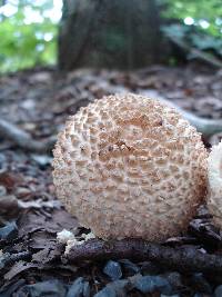 Amanita ravenelii image