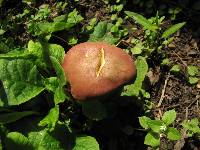 Boletus rubellus image