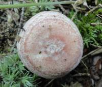 Lactarius subpurpureus image