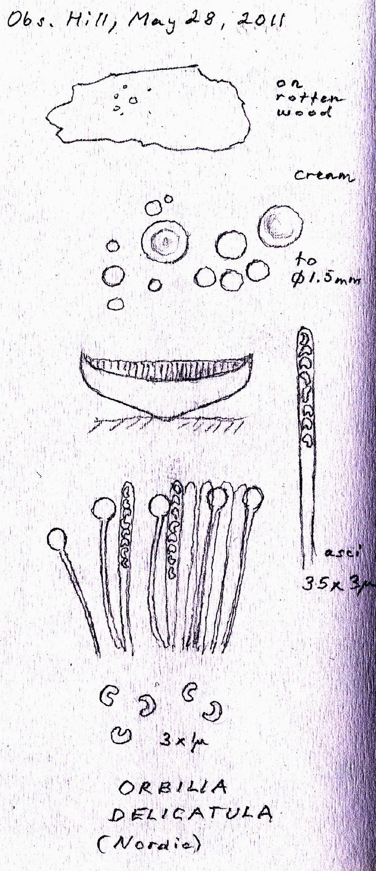 Orbilia delicatula image