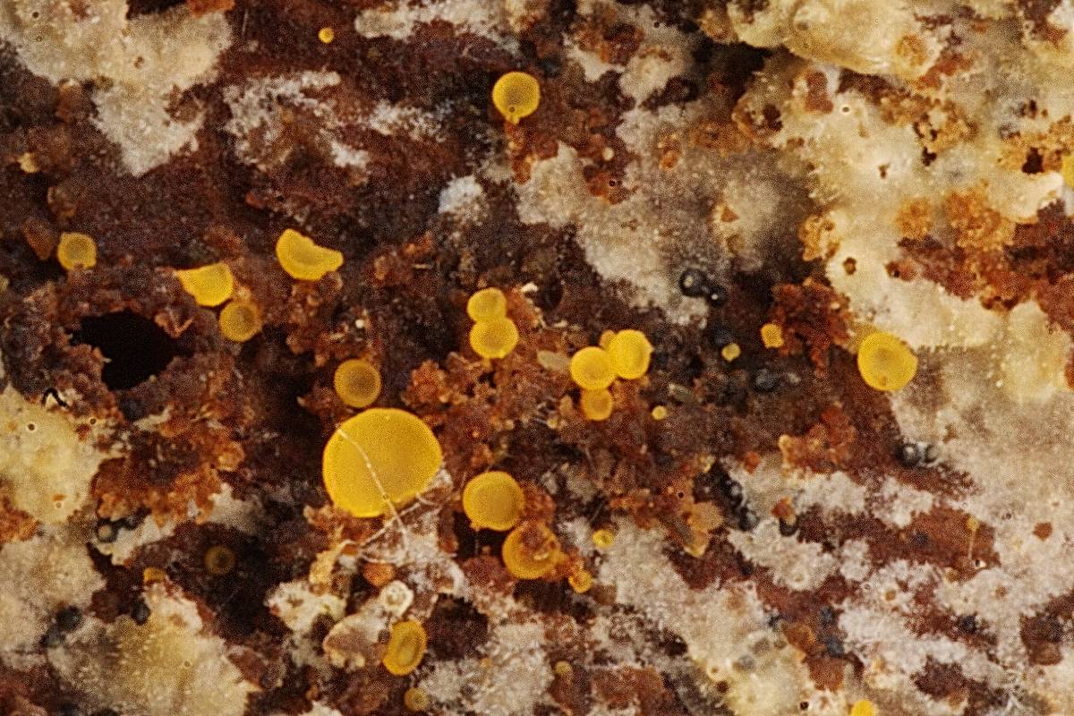 Orbilia delicatula image