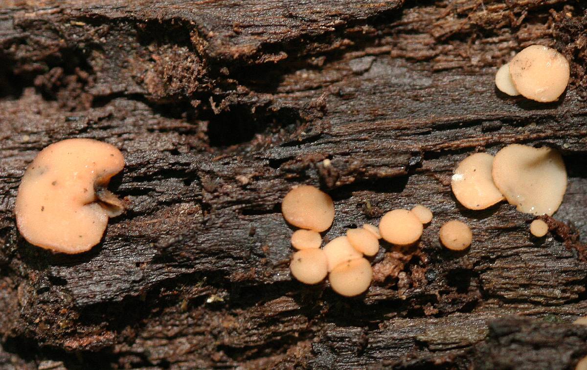 Ciboria macrospora image