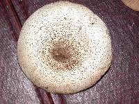 Agaricus placomyces image