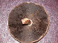 Agaricus placomyces image