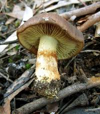 Cortinarius clelandii image