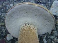 Boletus variipes image