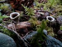 Cyathus olla image