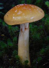 Cortinarius ignotus image