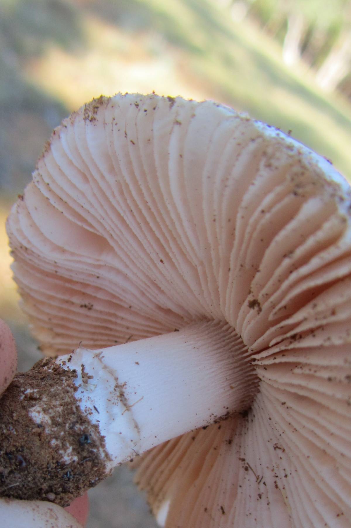 Amanita roseolamellata image