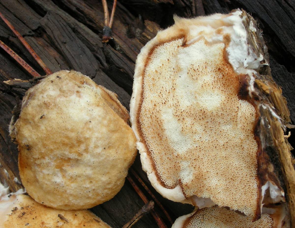 Tyromyces leucospongia image