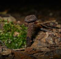 Inocybe tahquamenonensis image