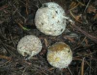 Lycoperdon subcretaceum image