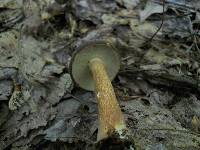 Xanthoconium affine image