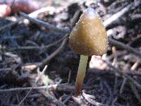 Mycena nivicola image