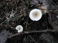 Polyporus tubaeformis image