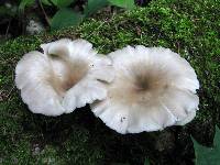 Pleurotus cornucopiae image