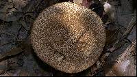 Leccinum rugosiceps image